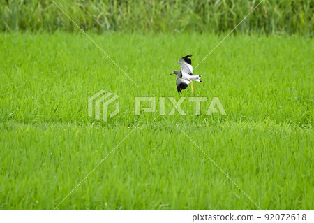 凱利 凱利 92072618