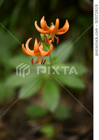 汽車百合 92072619