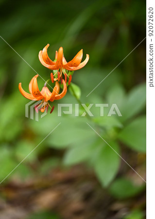 汽車百合 92072620