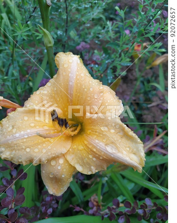 Luxury flower daylily in the garden . The daylily is a flowering plant in the genus Hemerocallis. Edible flower. Daylilies are perennial plants. Luxury flower daylily in the garden . The daylily is a flowering plant in the genus Hemerocallis. Edible flower. Daylilies are perennial plants. 92072657