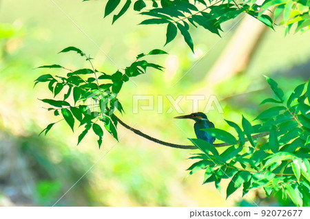 In the early summer sunshine 92072677