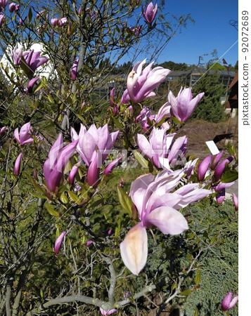 Blossoming of pink magnolia flowers with green leaves in spring time, floral natural seasonal background Blossoming of pink magnolia flowers with green leaves in spring time, floral natural seasonal background 92072689
