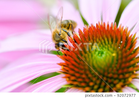 A bee A bee 92072977