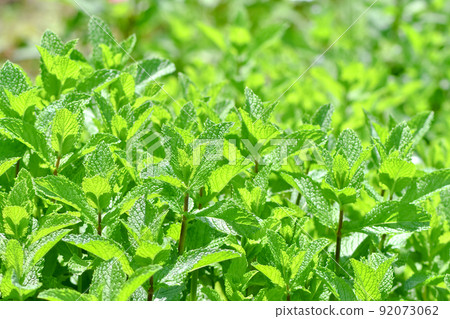 Spearmint Spearmint 92073062