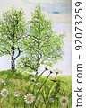 Birches and camomiles on meadow 92073259