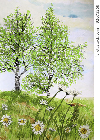 Birches and camomiles on meadow 92073259