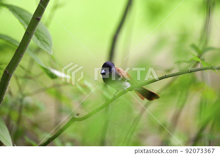 Parakeet Parakeet 92073367