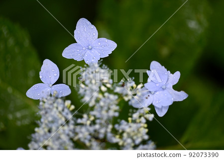 Yamah繡球花 92073390