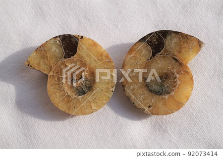 Ammonite fossil extinct bulkhead partition room cut surface Ammonite fossil extinct bulkhead partition room cut surface 92073414