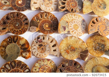 Ammonite fossil extinct bulkhead partition room cut surface Ammonite fossil extinct bulkhead partition room cut surface 92073415