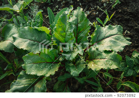 Young fresh green plants beet leaves growing on farmland or field. Fertile black rich soil Young fresh green plants beet leaves growing on farmland or field. Fertile black rich soil 92073892