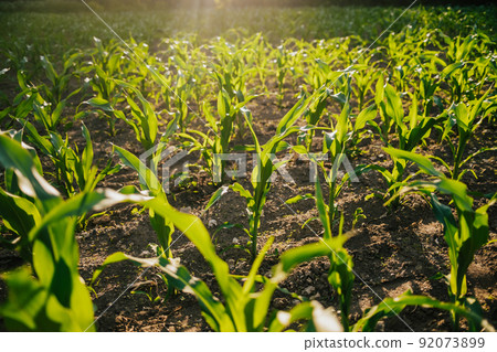 Young fresh green plants corn growing on farmland or field. Fertile black rich soil, chernozem Young fresh green plants corn growing on farmland or field. Fertile black rich soil, chernozem 92073899