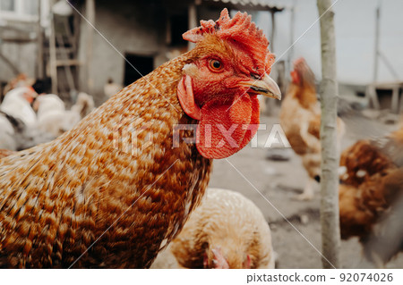 Beautiful close-up chicken on home farm. Livestock, housekeeping organic agriculture concept. Hen Beautiful close-up chicken on home farm. Livestock, housekeeping organic agriculture concept. Hen 92074026