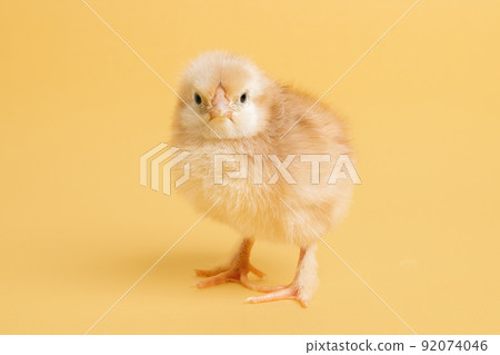 Cute little chick for design decorative theme. Newborn poultry chicken beak on yellow studio 92074046