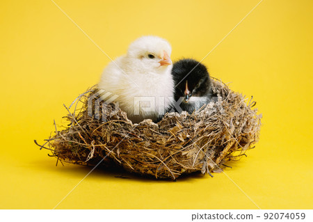 Beautiful couple, little chicks sitting in nest on yellow studio background. Isolated picture for 92074059