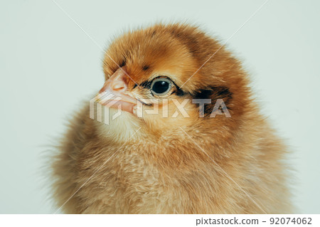 Beautiful pockmarked adorable little chick for design decorative theme. Newborn poultry yellow 92074062