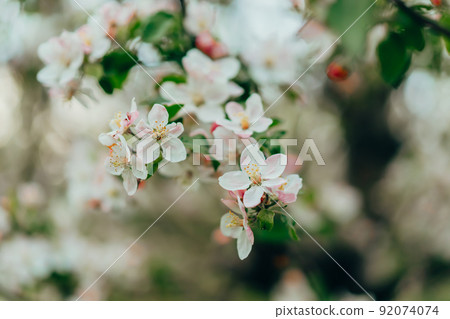 Spring easter white flowers of apple blossom on garden natural background. Blooming view. Flowering 92074074