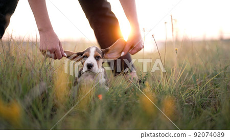Portrait of little beagle puppy. Woman stroking dog on nature backdrop. Happy lovely pet, new member 92074089