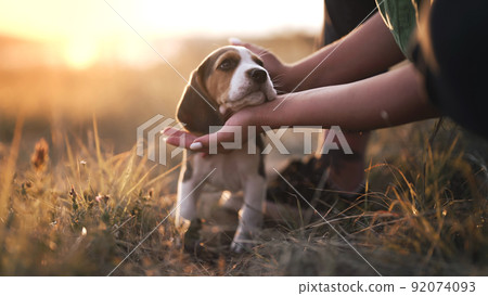 Portrait of little beagle puppy. Woman stroking dog on nature backdrop. Happy lovely pet, new member Portrait of little beagle puppy. Woman stroking dog on nature backdrop. Happy lovely pet, new member 92074093