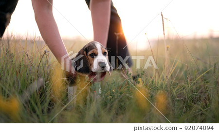 Portrait of little beagle puppy. Woman stroking dog on nature backdrop. Happy lovely pet, new member Portrait of little beagle puppy. Woman stroking dog on nature backdrop. Happy lovely pet, new member 92074094