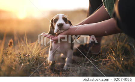 Portrait of little beagle puppy. Woman stroking dog on nature backdrop. Happy lovely pet, new member Portrait of little beagle puppy. Woman stroking dog on nature backdrop. Happy lovely pet, new member 92074096