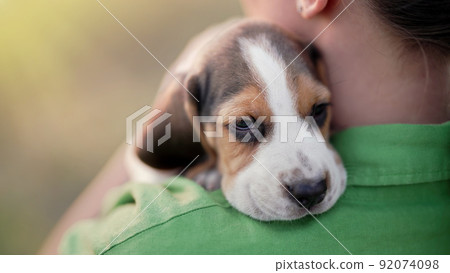 Tiny beagle puppy on shoulder of his owner. Woman stroking dog on nature backdrop. Cute lovely pet 92074098