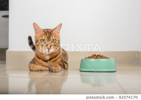 Satisfied Bengal cat next to a bowl full of dry food. 92074170