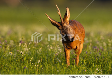 Roe deer getting rid of mosquitos on meadow in summertime 92074395