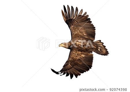 White-tailed eagle in flight isolated on white background 92074398
