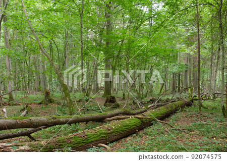 Broken old ash tree and old oak tree in background Broken old ash tree and old oak tree in background 92074575
