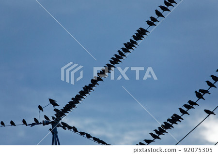 一群star鳥,停在電線上 一群star鳥,停在電線上 92075305