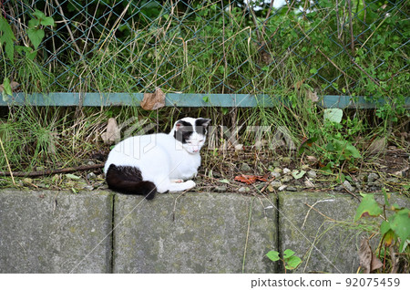 Cat Local cat (Sakura cat) Cat Local cat (Sakura cat) 92075459