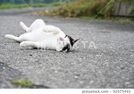 Around the cat, a local cat (Sakura cat) Around the cat, a local cat (Sakura cat) 92075491