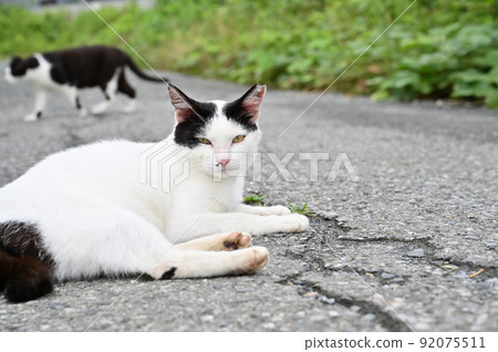 一隻貓盯著當地的貓（櫻花貓） 92075511