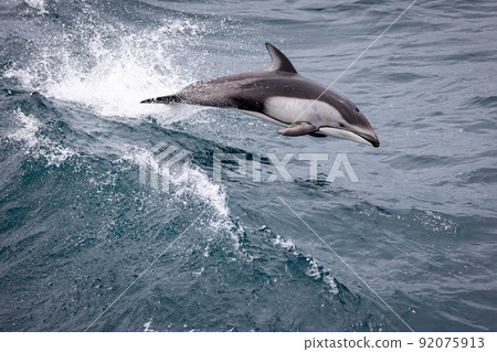 Jump of Pacific white-sided dolphin in Mutsu Bay (Aomori Prefecture) 92075913