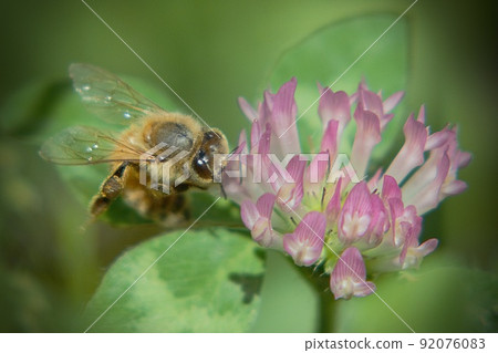 Bee honey sucking honey from white clover Bee honey sucking honey from white clover 92076083