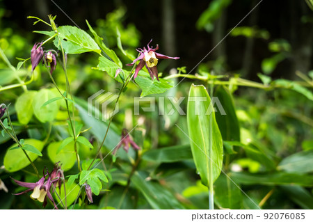 Aquilegia buccaneus blooming on the mountain trail Aquilegia buccaneus blooming on the mountain trail 92076085