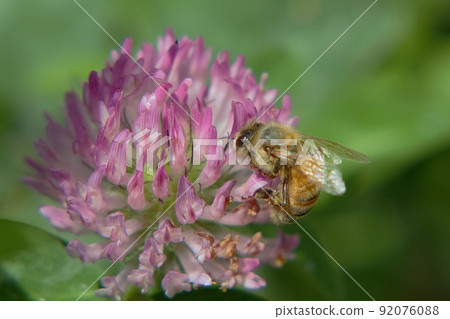 Bee honey sucking honey from white clover Bee honey sucking honey from white clover 92076088