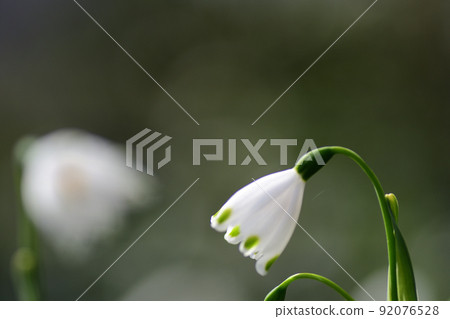 White flowers of snowflakes (Saitama Prefecture / April) White flowers of snowflakes (Saitama Prefecture / April) 92076528