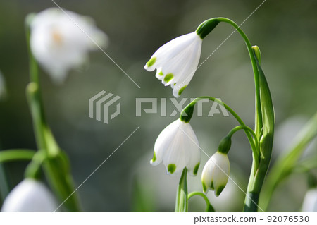 雪花的白色花朵(埼玉縣 / 4 月) 雪花的白色花朵(埼玉縣 / 4 月) 92076530