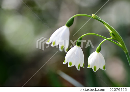 White flowers of snowflakes (Saitama Prefecture / April) 92076533