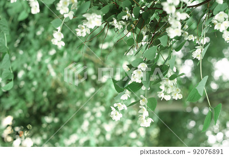 mock orange Garden Syringa Philadelphus coronarius white flowers bush in a garden. summer gardening and backyard decorating. aromatic fragrant plants for garden 92076891