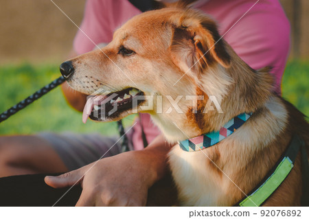 Dog sit on the grass in the outdoor garden. dog on the walk in the park outdoor. Dog sit on the grass in the outdoor garden. dog on the walk in the park outdoor. 92076892