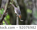 Wild bird of Singapore, Ashy tailorbird 92076982