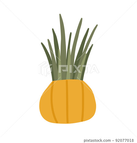 Botanical plant succulent Gasteria in Scandinavian pot in boho style Botanical plant succulent Gasteria in Scandinavian pot in boho style 92077018