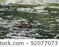 Singapore's wild bird, Lesser Whistling Duck 92077073