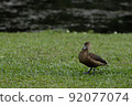 Singapore's wild bird, Lesser Whistling Duck 92077074