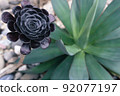 botanic, botanical, plant 92077197
