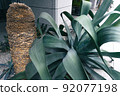 botanic, botanical, plant 92077198