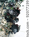 bloom, blossom, blossoms 92077199